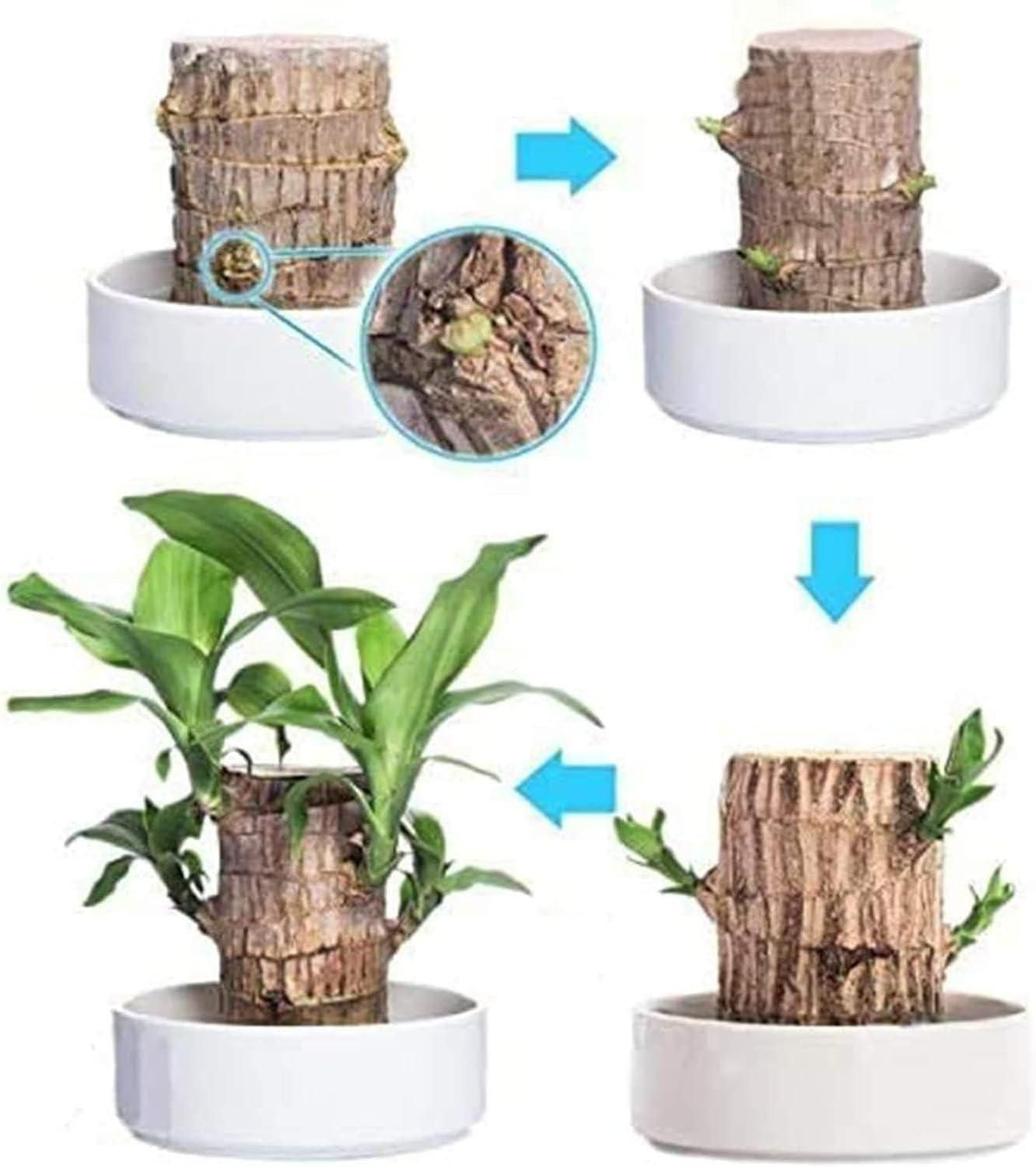 Brazilian wood plant Pack of 2