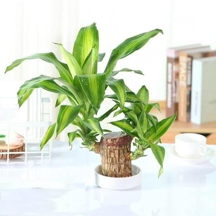 Brazilian wood plant Pack of 2